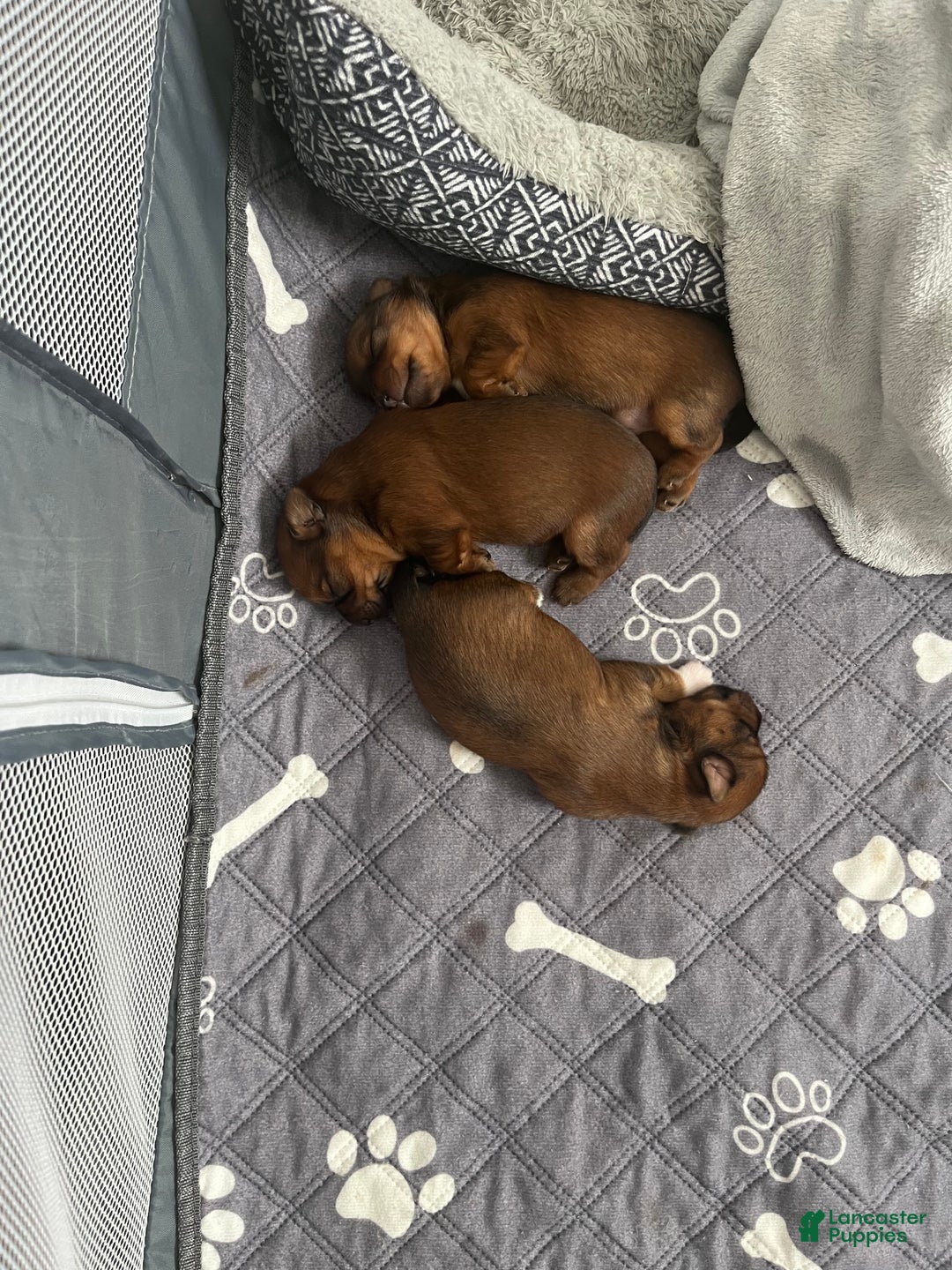 Yorkshire Terrier dogs for sale: Yorkshire Terrier Puppy 2 - Ad 5