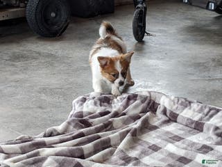 Papillon dogs for sale: Chief - Ad 4