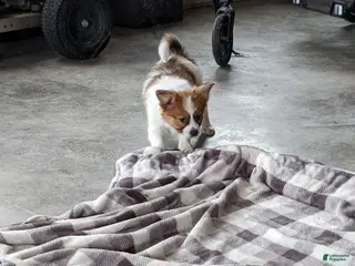 Papillon dogs Chief - Ad 22