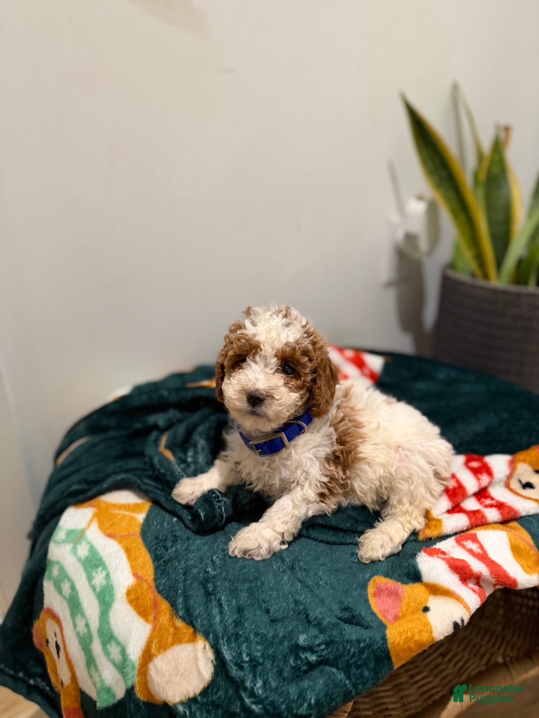 Toy Poodle dogs for sale: Blueberry  - Ad 8