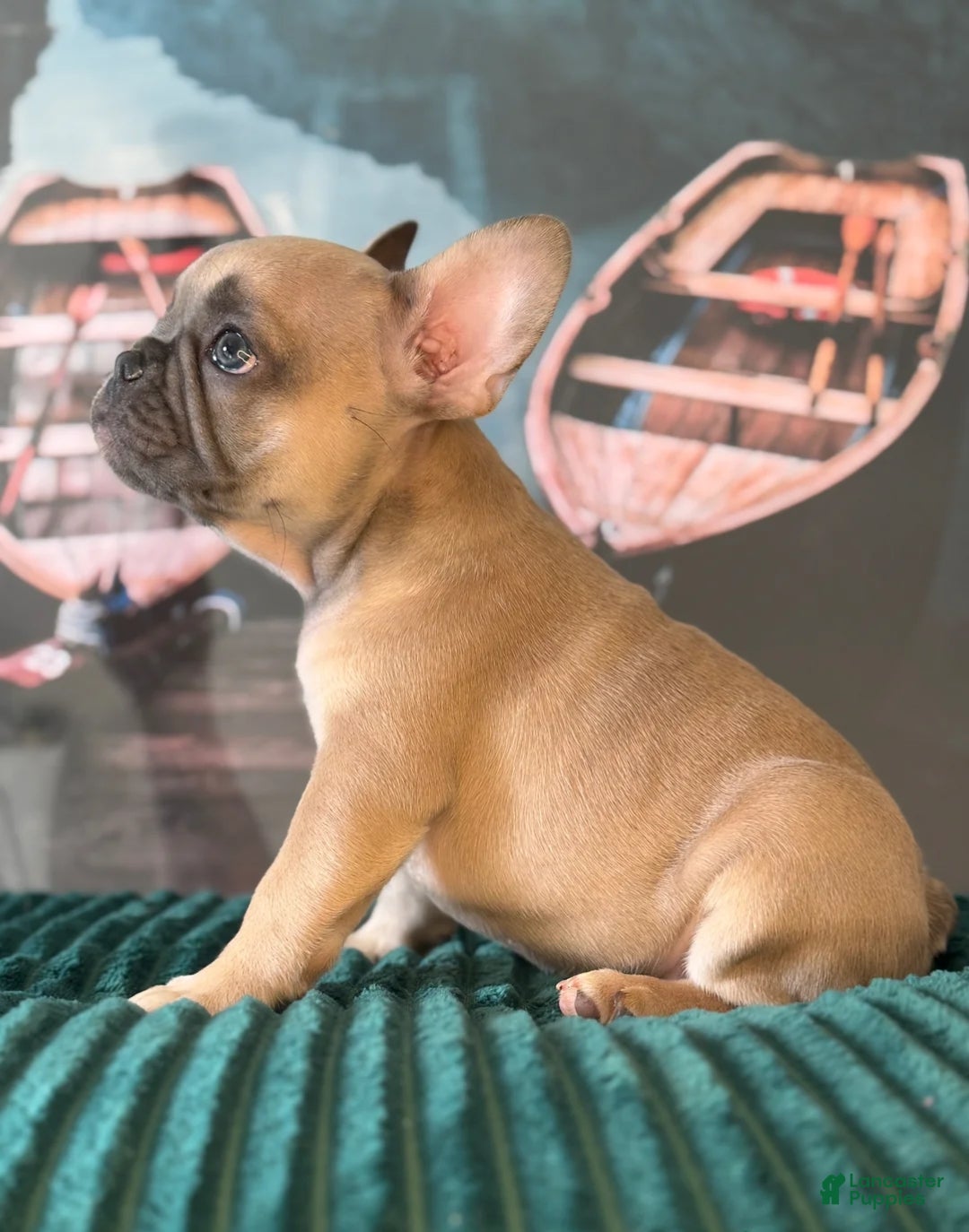 French Bulldog dogs Luna - Ad 30