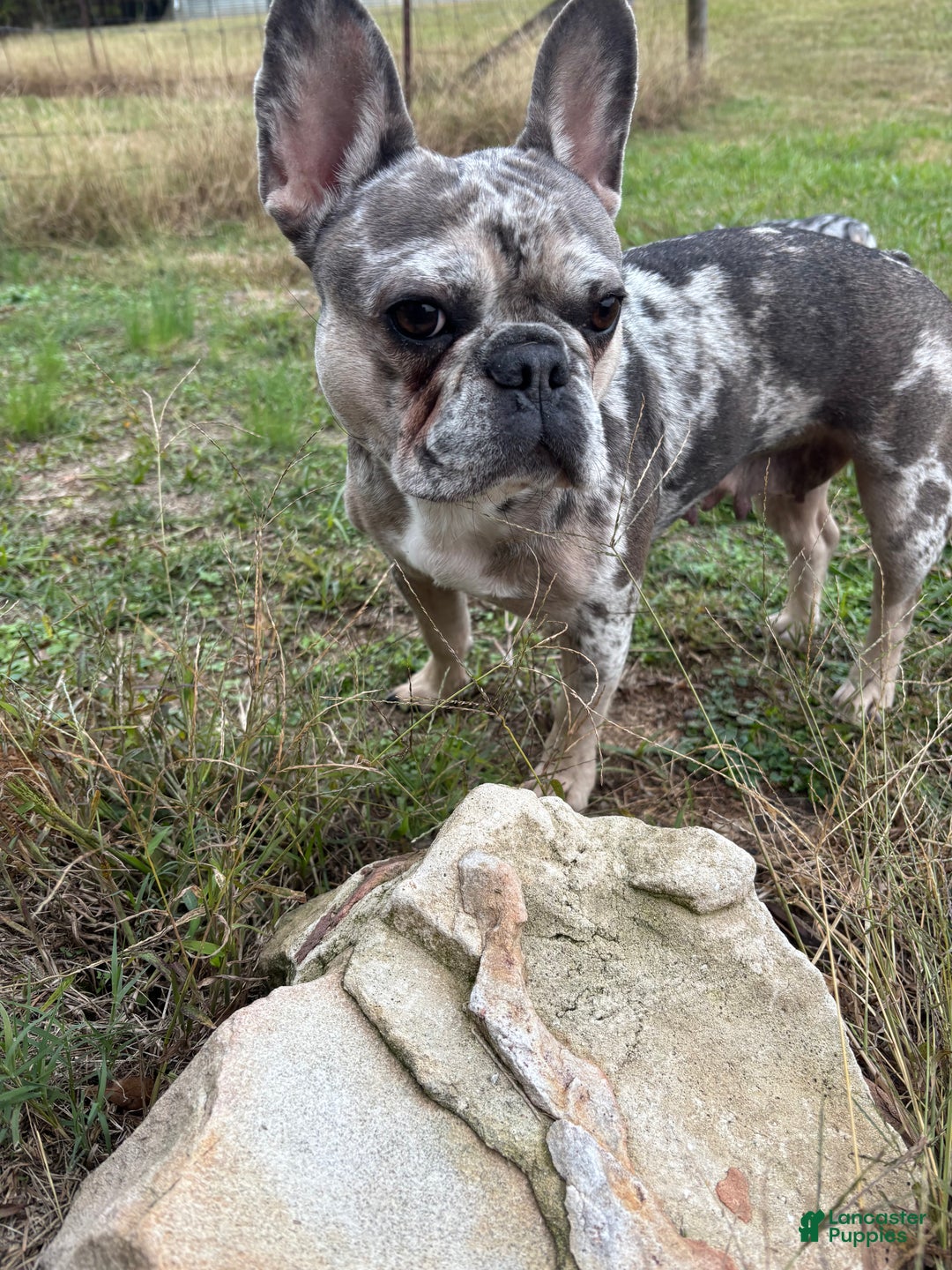 French Bulldog dogs for sale: Diesel - Ad 10