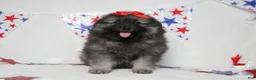 Keeshond dogs for sale: Anna - Ad 6