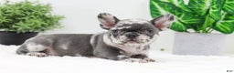 French Bulldog dogs for sale: Esther - Ad 4