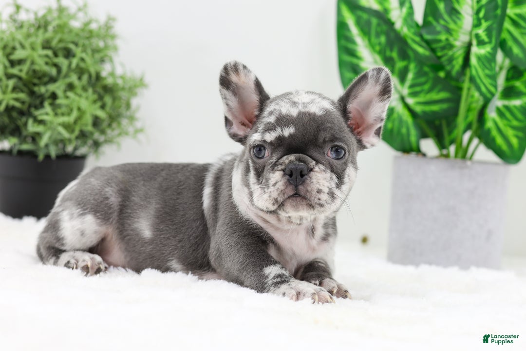 French Bulldog dogs for sale: Esther - Ad 4
