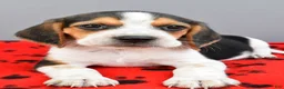 Beagle dogs for sale: Diamond - Ad 4
