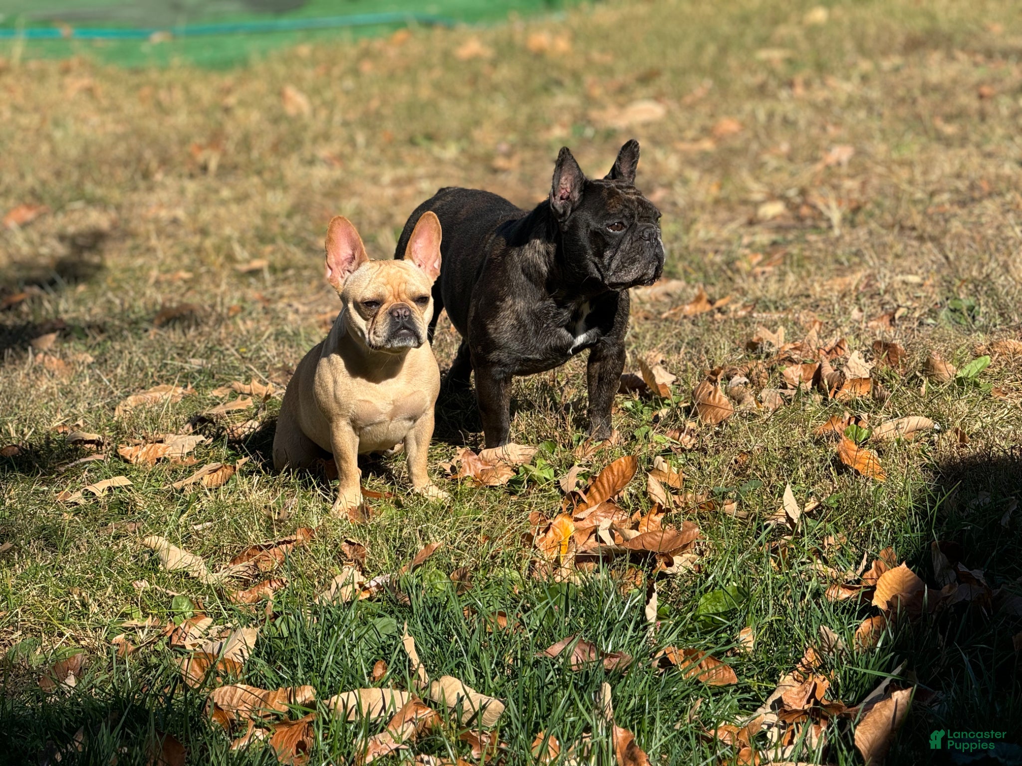 French Bulldog dogs Urpi - Ad 2
