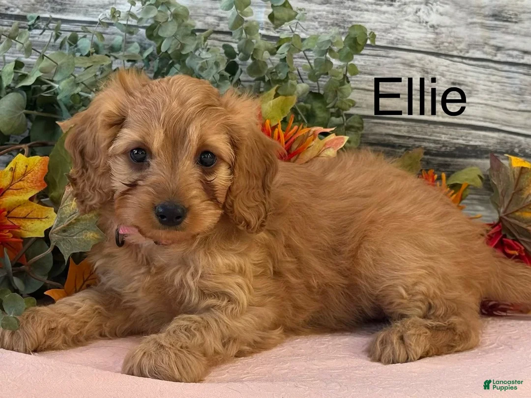 Cavapoo dogs for sale: Cavapoo 1 - Ad 1