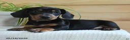 Miniature Dachshund dogs for sale: Sherlock - Ad 2