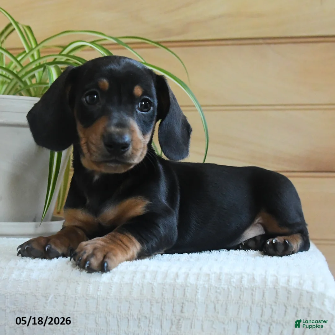 Miniature Dachshund dogs for sale: Sherlock - Ad 2