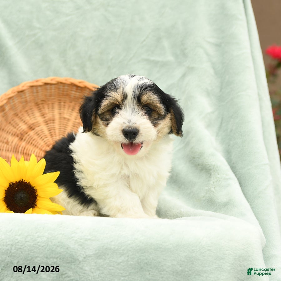 Havanese dogs Biscuit - Ad 2