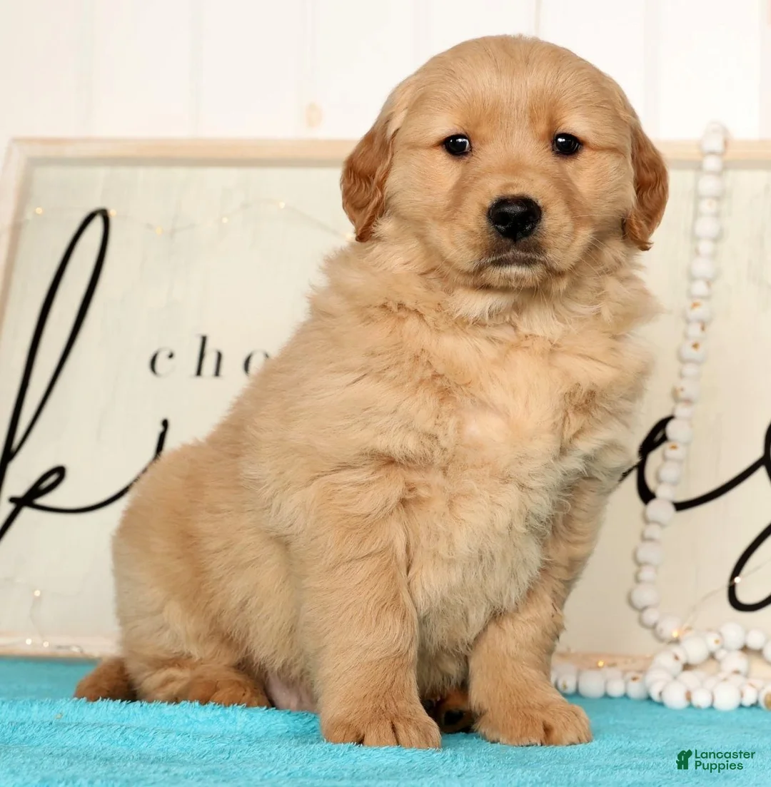 Golden Retriever dogs for sale: Rusty - Ad 6