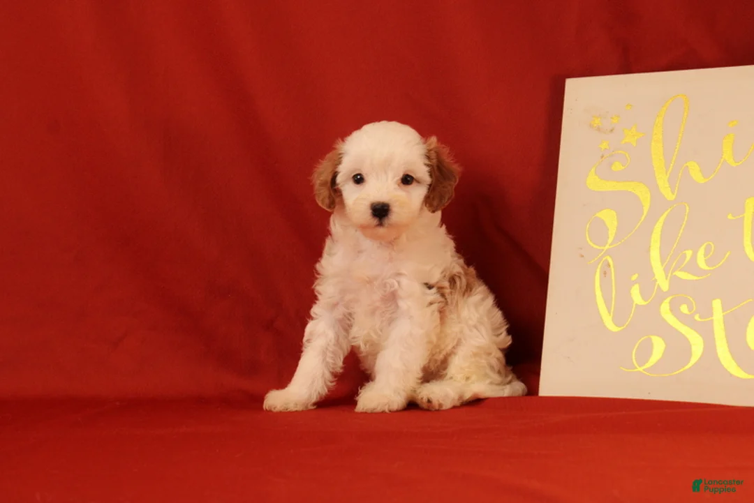 Cavapoo dogs for sale: Goergina - Ad 1