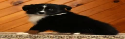 Australian Shepherd dogs for sale: Titus - Ad 3