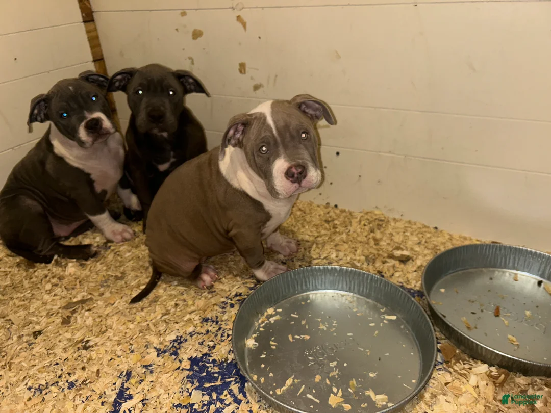 American Bully dogs for sale: American Bully Puppy 6 - Ad 3