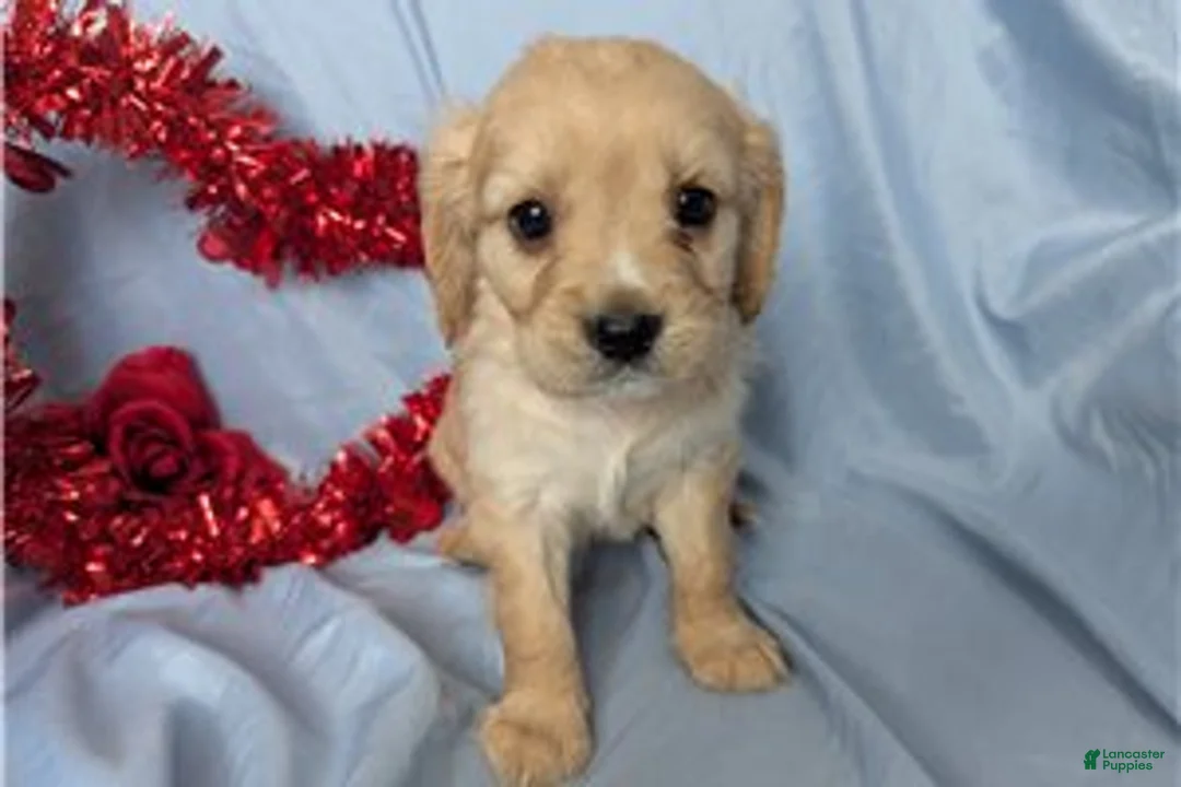 Mixed Breed dogs for sale: Bailey - Ad 6