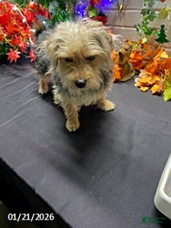 Yochon dogs Sean - Ad 1