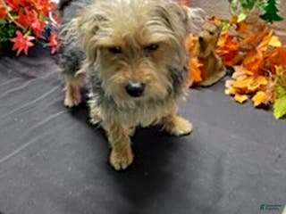 Yochon dogs Sean - Ad 1