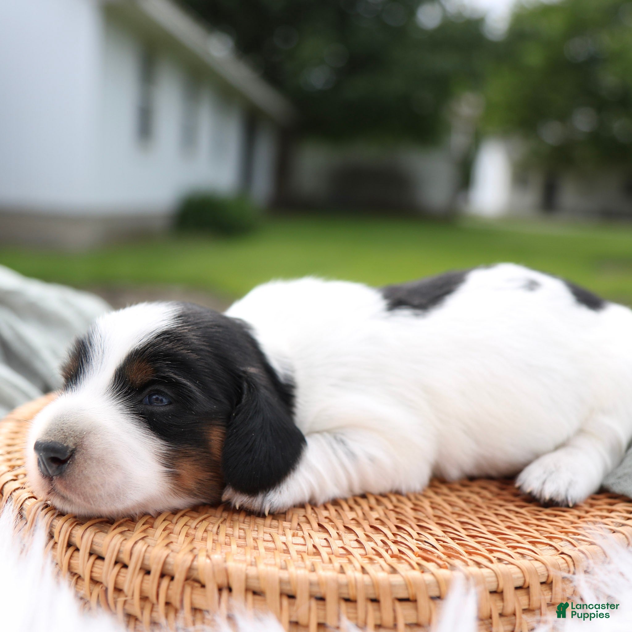 Miniature Dachshund dogs Duke Miniature Dachshund Puppy  - Ad 2