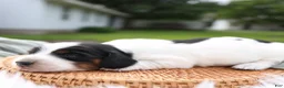 Miniature Dachshund dogs for sale: Duke Miniature Dachshund Puppy  - Ad 2