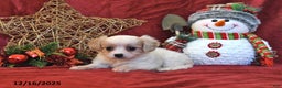 Cavachon dogs for sale: Callie - Ad 5