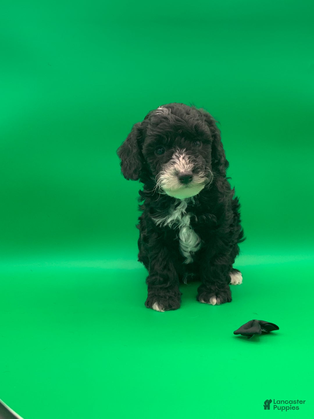 Toy Poodle dogs for sale: Ben  - Ad 4