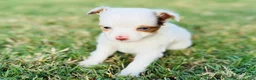 Toy Australian Shepherd dogs for sale: Daisy - Ad 4