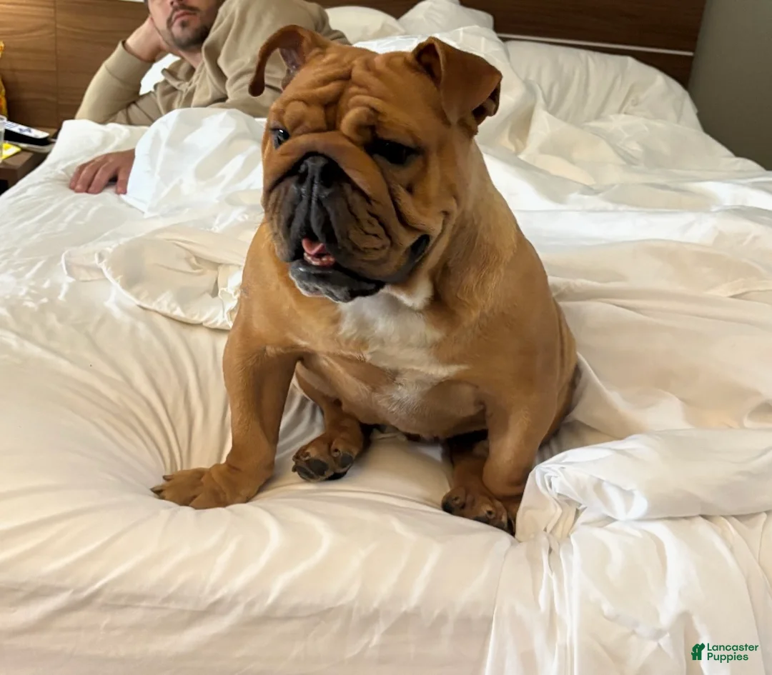 Mixed Breed dogs for sale: Mixed Breed Puppy 5 - Ad 2