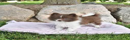 Pomeranian dogs for sale: Kade - Ad 4