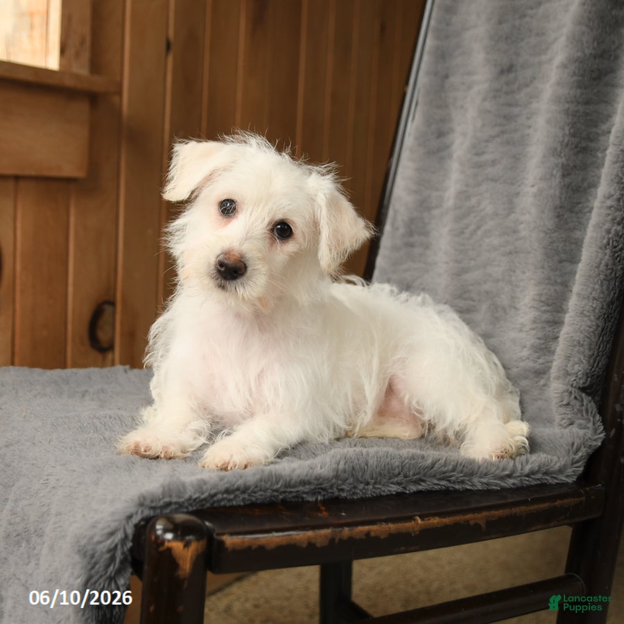 Westiepoo dogs Rosa  - Ad 1