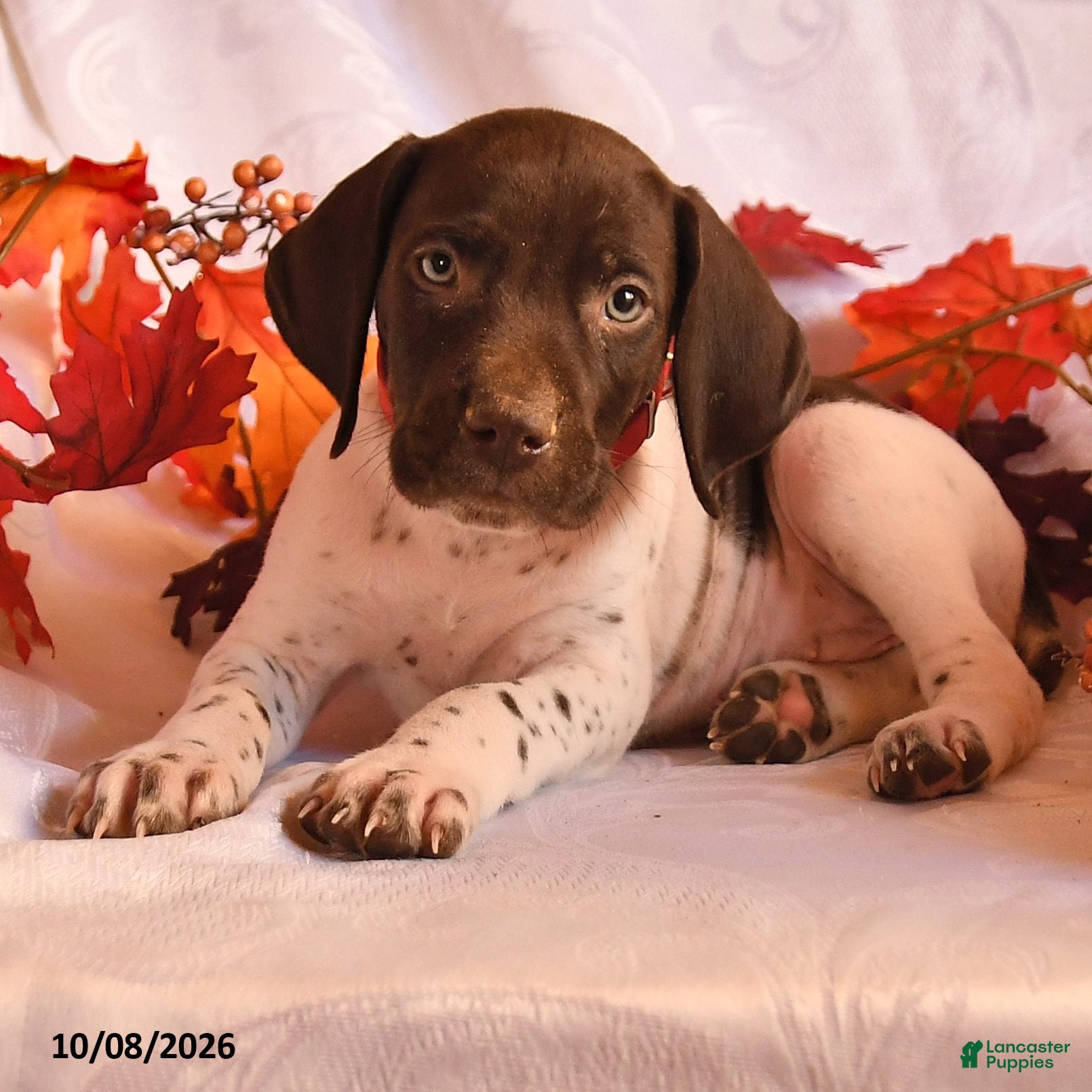 German Shorthaired Pointer dogs Cash - Ad 2