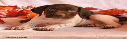 German Shorthaired Pointer dogs for sale: Cash - Ad 2