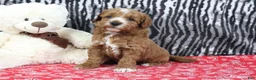 Mini Goldendoodle dogs for sale: Blaze - Ad 2