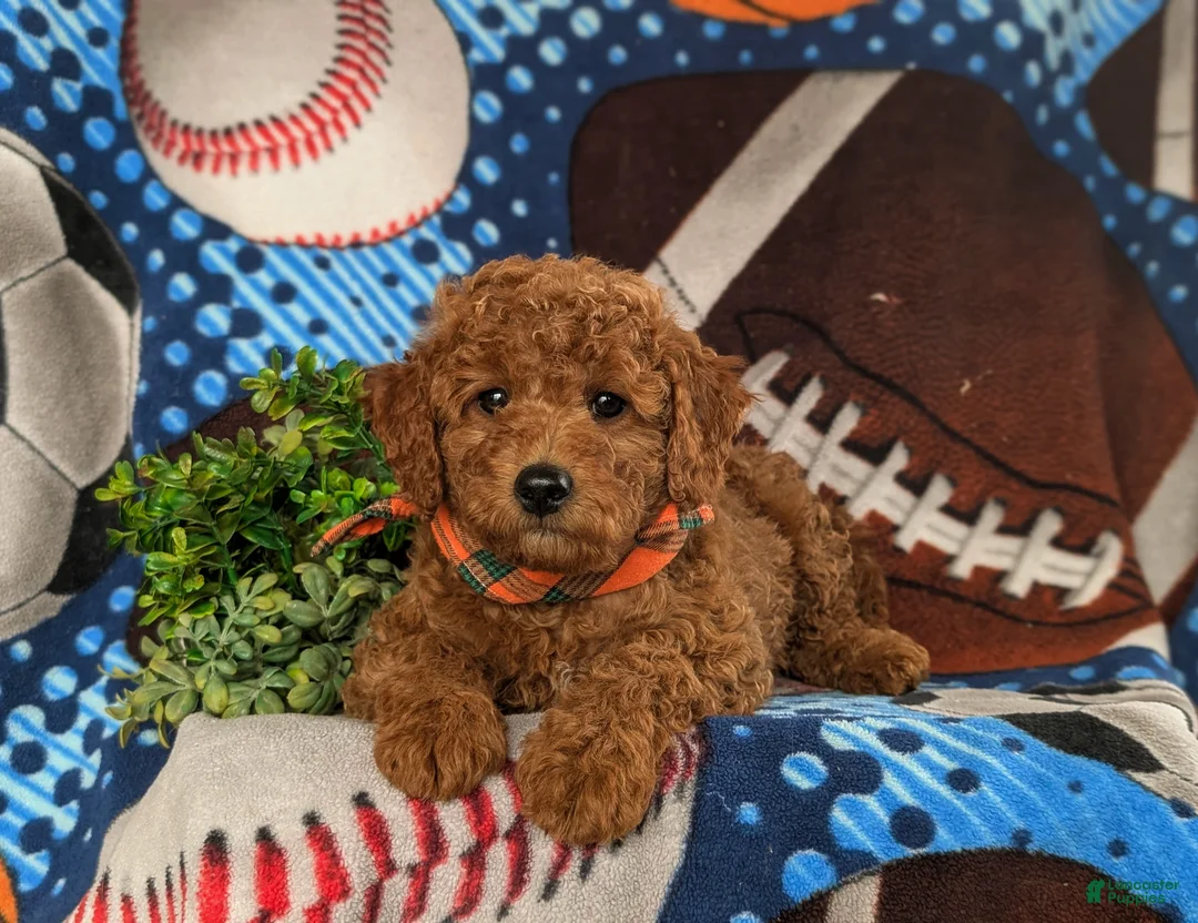 Cavapoo dogs for sale: Jace Hypoallergenic - Ad 5