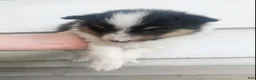 Shetland Sheepdog dogs for sale: Neesha - Ad 14