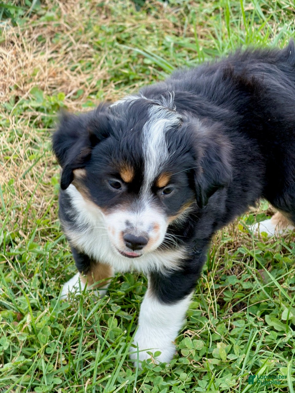 Miniature Australian Shepherd dogs for sale: Nokia - Ad 1