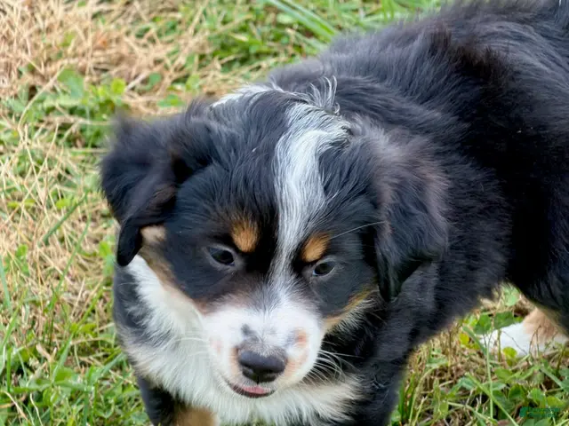 Miniature Australian Shepherd dogs for sale: Nokia - Ad 1