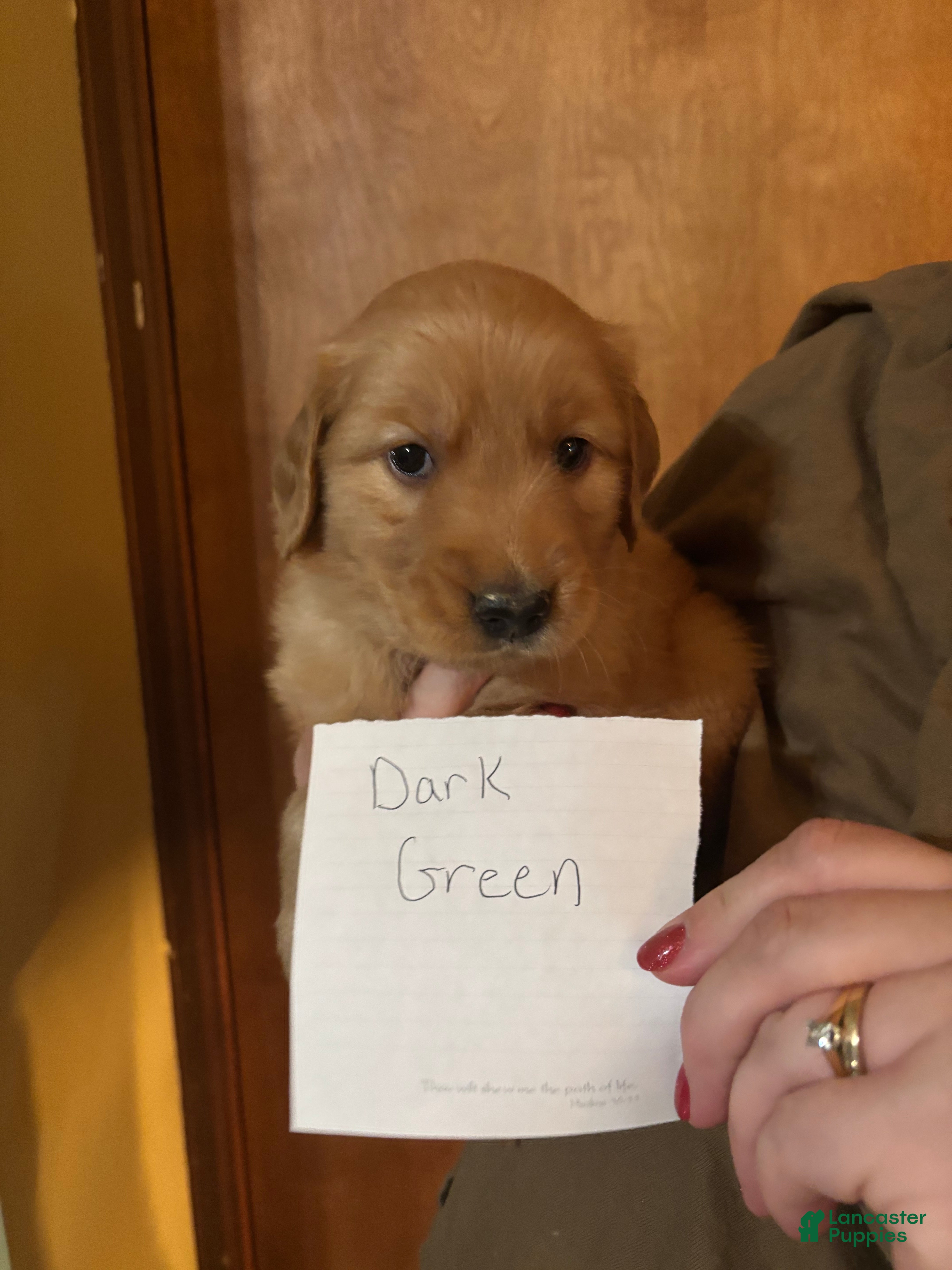 Golden Retriever dogs Dark Green - Ad 11