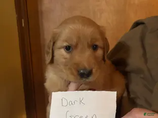 Golden Retriever dogs Dark Green - Ad 10