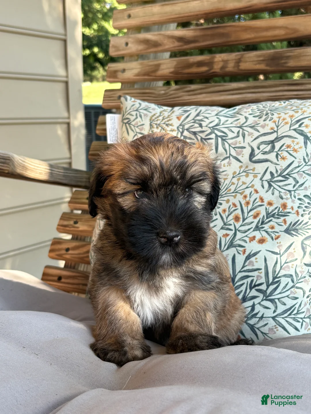 Soft Coated Wheaten Terrier dogs for sale: Pepper - Ad 5