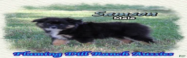 Samson