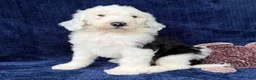 Sheepadoodle dogs for sale: Baylor - Ad 3