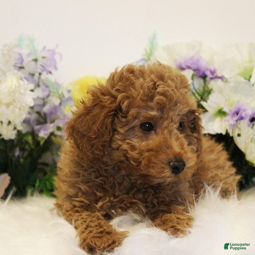 Toy Poodle dogs Nate - Ad 2