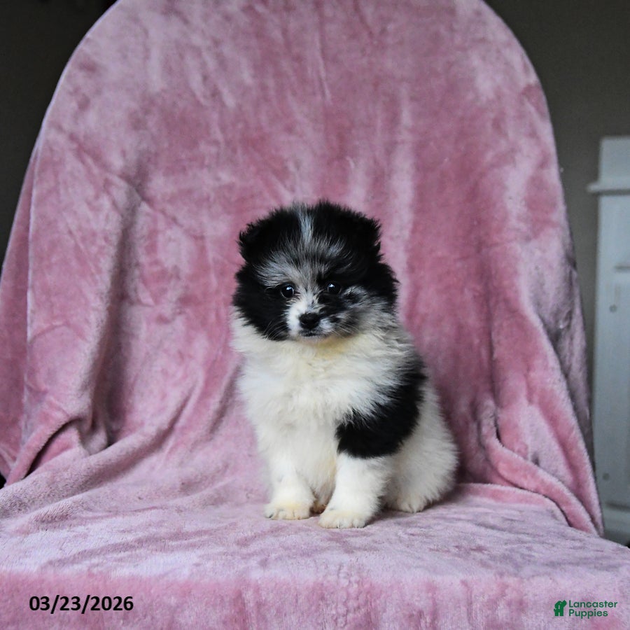 Pomeranian dogs Olimpia - Ad 2