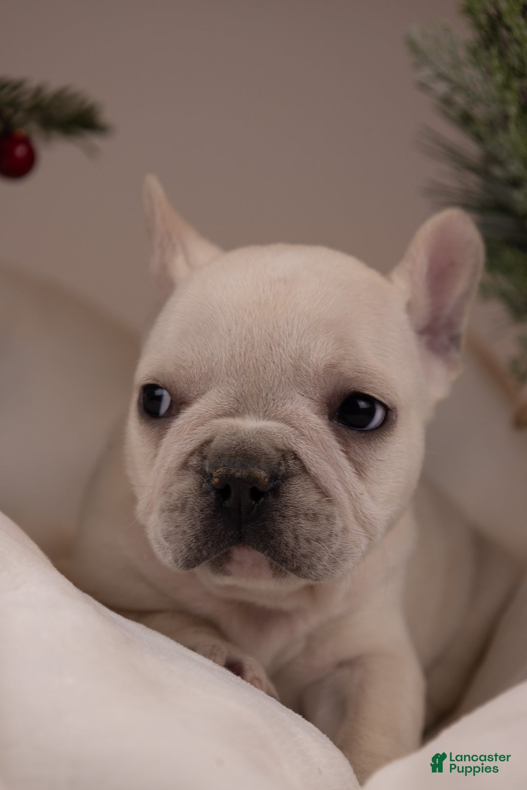 French Bulldog dogs for sale: Bluey - Ad 8