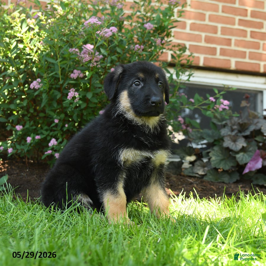 German Shepherd dogs Stella  - Ad 2