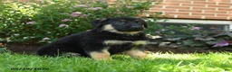 German Shepherd dogs for sale: Stella  - Ad 2