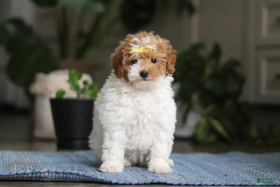 Miniature Poodle dogs for sale: Layla - Ad 2