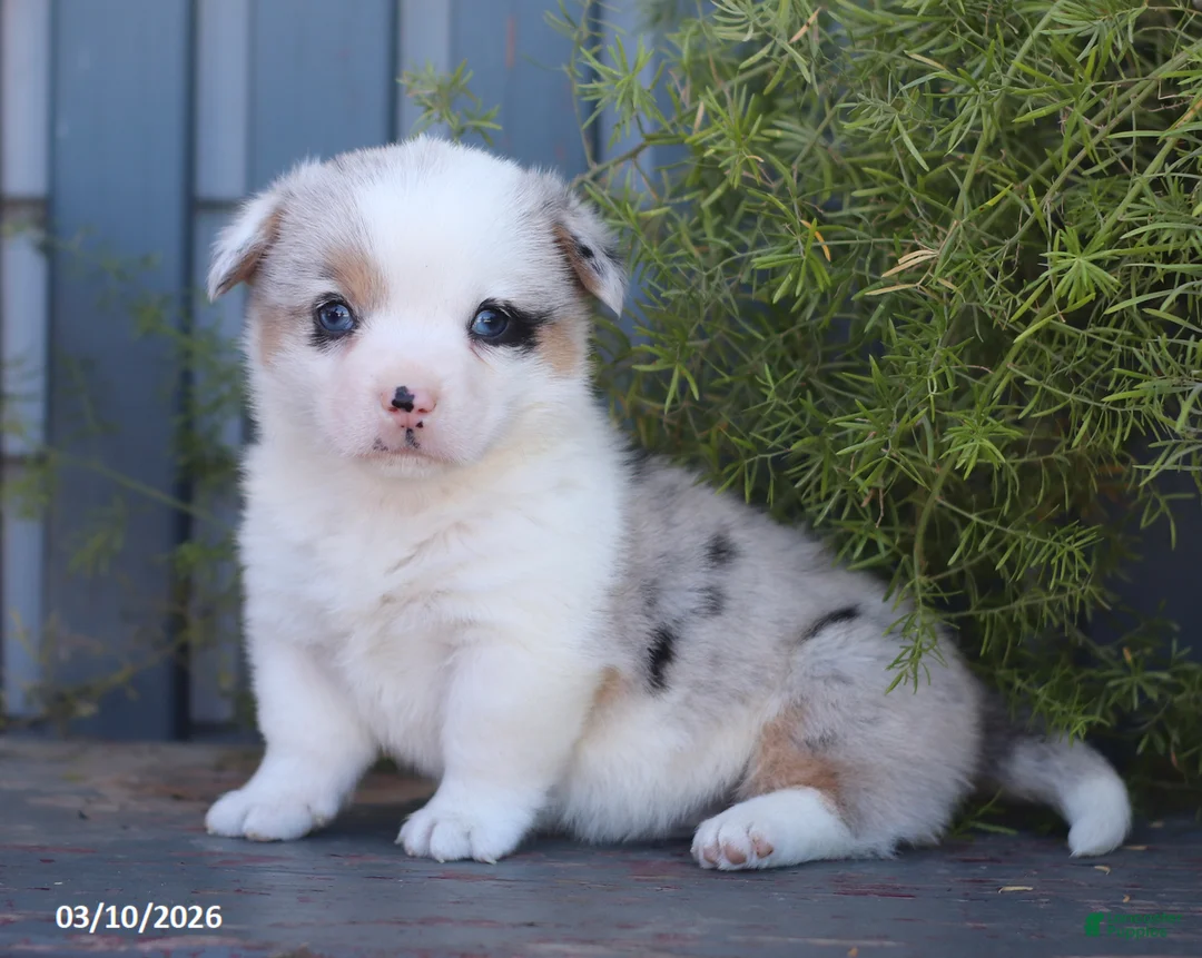 Welsh Corgi Pembroke dogs for sale: Bandit - Ad 1