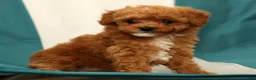 Miniature Poodle dogs for sale: Bella - Ad 6